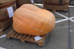 Pompoen Mega 231 kg.