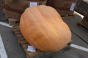 Pompoen Mega 231 kg.