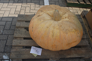 Pompoen Mega 100  kg.