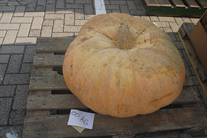 Pompoen Mega 100  kg.