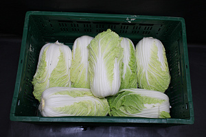Chinese Kool 10 kg. LOS