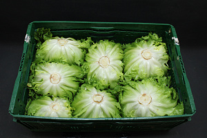 Andijvie Import