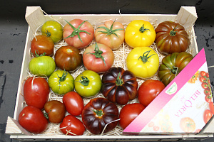 Tomaten Summermix