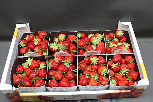 Aardbeien Lady Emma