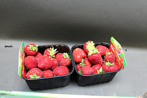 Aardbeien Falco