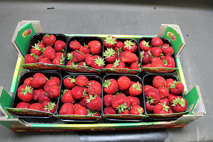 Aardbeien Falco