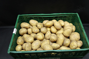 Aardappel Eerstellingen +50