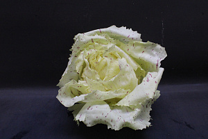 Raddichio Castelfranco