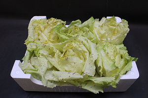 Raddichio Castelfranco