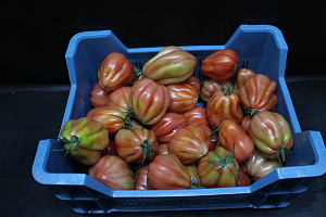 Tomaten Boeven 70+ (kl2 )