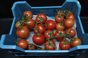 Tomaten Tros Belgie
