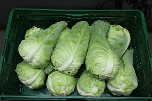Spitskool 10kg.