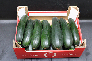 Courgettes supers doos