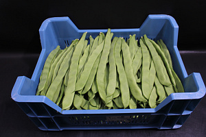 Snijbonen Kas / België