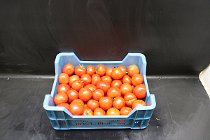Tomaten A gewoon