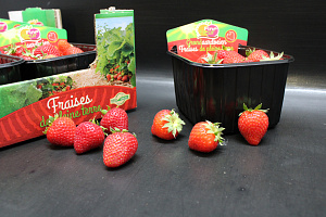 Aardbeien 8 x 500 Gr.