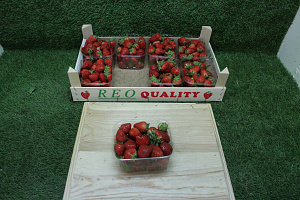 Aardbeien 8 x 500 Gr.