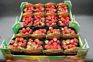 Aardbeien 8 x 500 Gr.