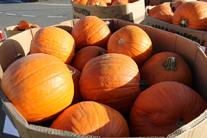 Pompoen Halloween 5/7 kg