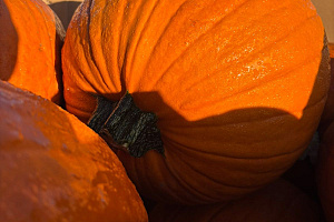Pompoen Halloween 5/7 kg