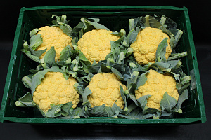 Bloemkool Oranje