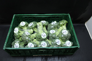 Broccoli 15 x 400 gr.