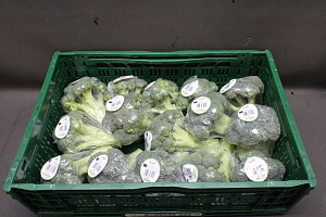 Broccoli 15 x 400 gr.