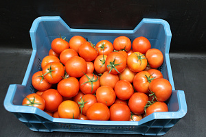 Tomaten A Tomabel