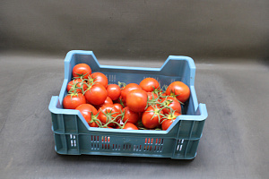 Tomaten Tros  klasse II