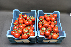 Tomaten Tros  klasse II