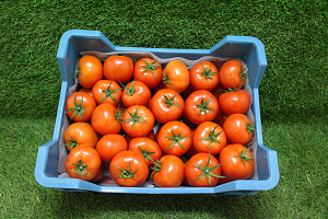 Tomaten B Tomabel