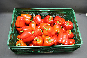 Paprika Rood 85 Kl. II