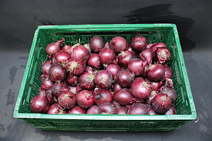 Uien Rood 80 +