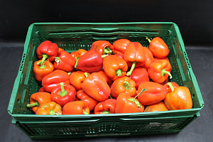 Paprika Rood 85