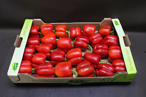 Paprika Rood