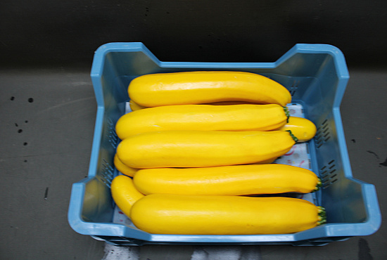 Courgettes Geel / Kas