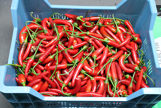 Peper Rood klasse II