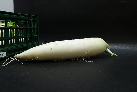 Rettich / Daikon 10 st.