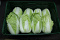 Chinese Kool 10 kg. LOS