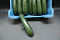 Courgettes Supers