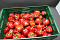 Paprika Rood KL. II maat 75