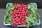 Radijs 15 bosjes