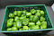 Paprika Groen 85 Supers