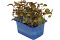 X Adji Cress