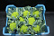 Bloemkool Romanesco