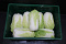 Chinese Kool 10 kg. LOS