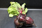 Bieten Bos Rood 6 st. GROF