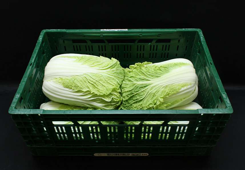 Chinese Kool 10 kg. LOS