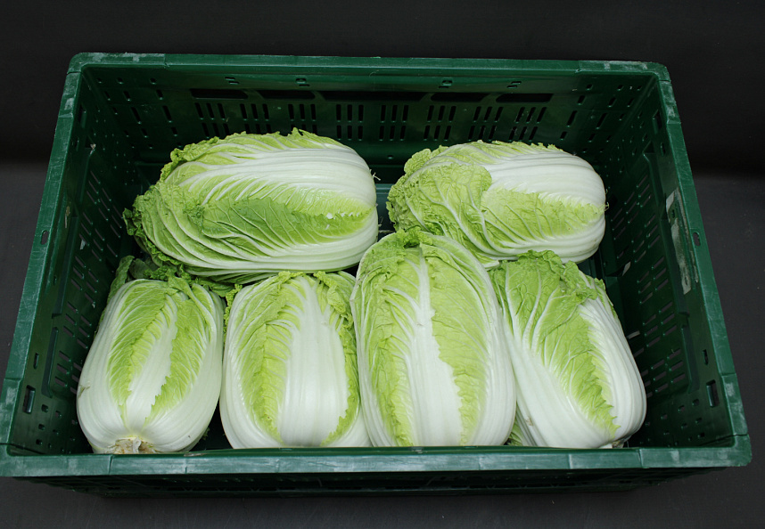 Chinese Kool 10 kg. LOS