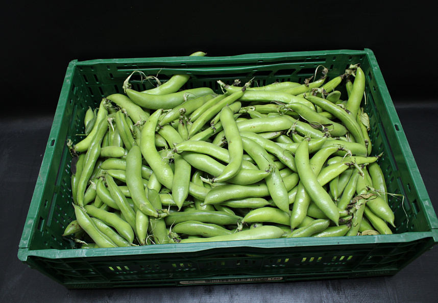 Tuinbonen Extra